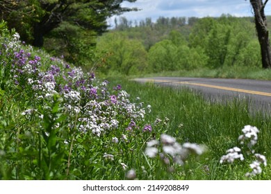 Spring Flowers Along The Blue Ridge Parkway In Virginia.