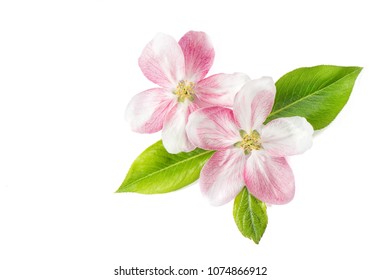Spring flowers. Apple tree blossom with green leaves on white background