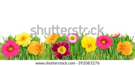 Spring flowers background. Daisy in grass. Nature border.  Easter card with copy space. 