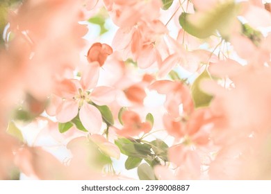 Flores de primavera en color melocotón. Árbol de manzanas en flor. Enfoque suave, frescor en flor en primavera.