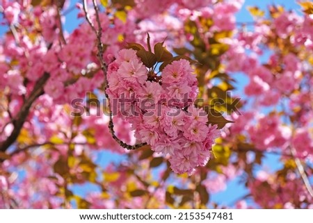 Similar – Foto Bild blühender Zweig einer rosa Kirsche