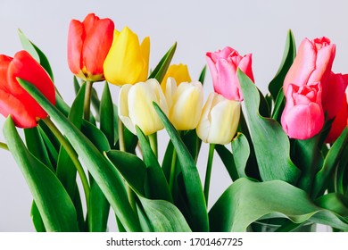 Spring Flowers Banner - Bunch Of Multi Color Tulips Flowers On Grey Background. Easter Day Mock Up Greeting Card.