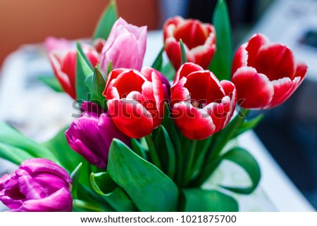 spring flowers banner, bunch of red and pink tulip flowers