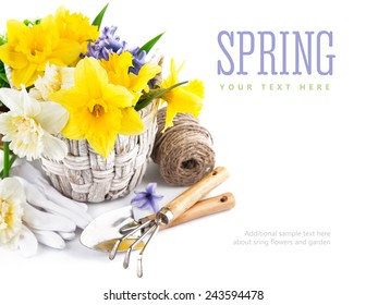 Spring flowers in basket with garden tools. Isolated on white background