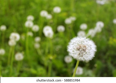 Spring Flowers Beautiful Dandelions In Green Grass. Sunny Spring Weather.