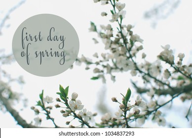 Spring Flowers. Beautifully Blossoming Tree Branch. Text 