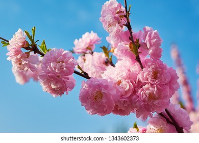 Beautiful Plum Blossom During Spring Season Stock Photo - 