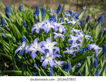 Spring flowers bloom in vibrant garden. generated by ai