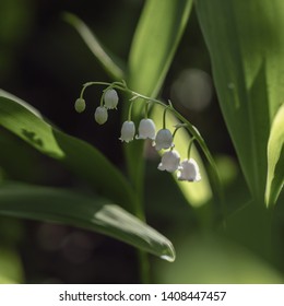 Spring flowers. Blooming lilies of the valley. - Shutterstock ID 1408447457