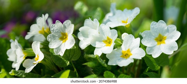 Spring flowers. Blooming primrose or primula flowers in a garden - Shutterstock ID 2074386988