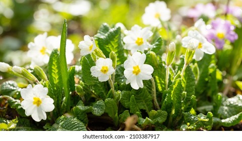 Spring flowers. Blooming primrose or primula flowers in a garden - Shutterstock ID 2103387917