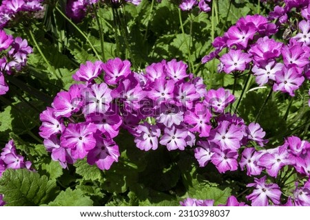Spring flowers. Blooming purple primrose flowers in the garden. Siebold 's Primrose