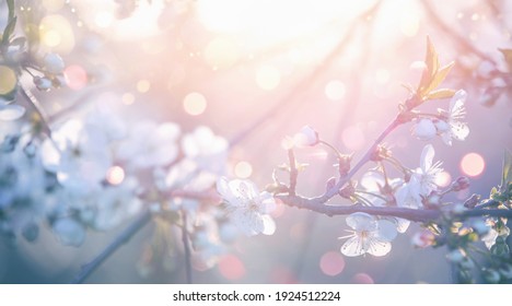 Spring Flowers Blooming Tree and Sun Flare. Beautiful Nature Scene Colored Background. Springtime