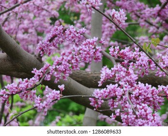 Spring Flowers Blooming In Washington Park, Albany, NY, May 2018.