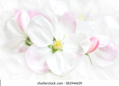 Spring flowers in blossom. Floral wallpaper, bunch of apple tree bloom
