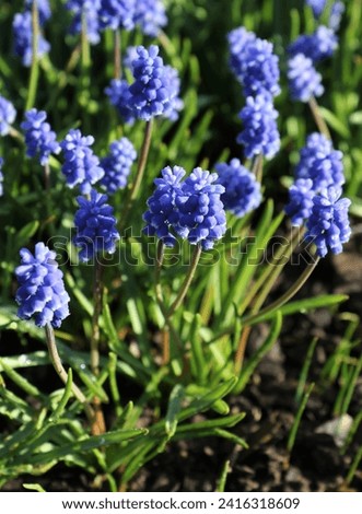 Spring flowers. Blue muscari bloom in the park.