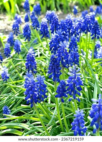 spring flowers blue muscari in the garden close-up against a background of green leaves