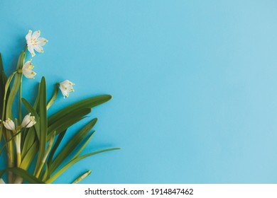 Spring Flowers Border On Blue Paper Flat Lay. Stylish Floral Greeting Card With Space For Text. Hello Spring. White Spring Snowflakes Flowers Growing On Blue Background. Earth Day. Happy Mothers Day