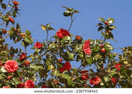 Spring flowers. Branches of camellia bush with red flowers and green leaves against blue sky