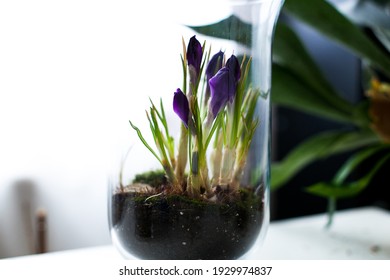 Spring Flowers Bulbs In Bell Jar Glasses