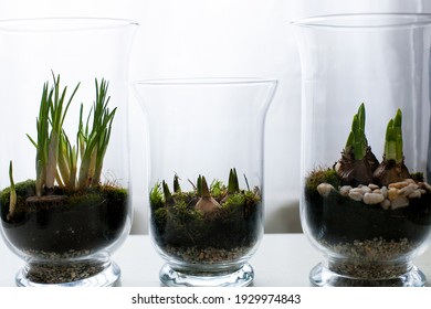 Spring Flowers Bulbs In Bell Jar Glasses