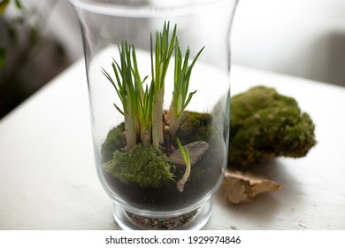 Spring Flowers Bulbs In Bell Jar Glasses