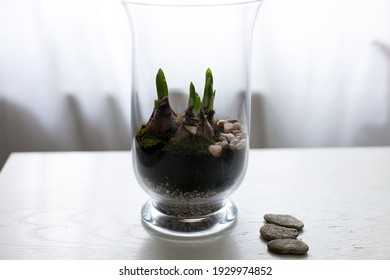 Spring Flowers Bulbs In Bell Jar Glasses