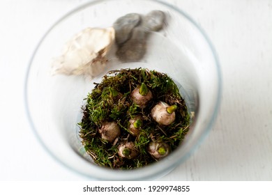 Spring Flowers Bulbs In Bell Jar Glasses