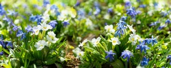 Spring Flowers. Bunch Of Blooming White Primrose Or Primula Flowers In A Garden