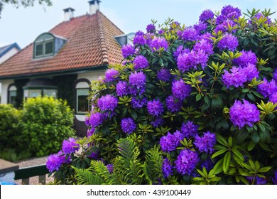 Spring Flowers By Dutch Garden 