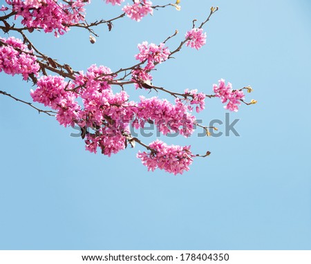  Spring flowers (Cercis siliquastrum) against blue sky.