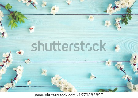 Spring flowers cherry blossom on blue wooden background top view. copy space.