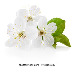 Spring flowers of cherry fruit trees isolated on a white background - Powered by Shutterstock