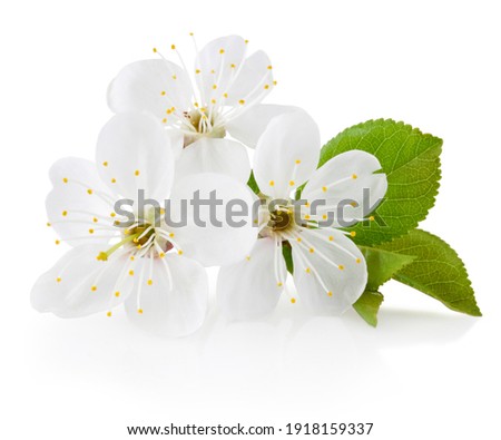 Spring flowers of cherry fruit trees isolated on a white background