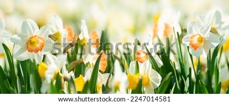 Spring flowers. Close up of daffodil flowers blooming in a garden