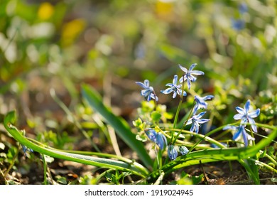 Spring flowers close up in the forest