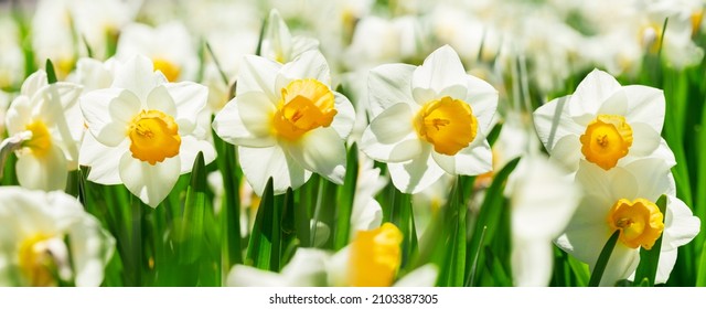 Spring flowers. Close up of narcissus flowers blooming in a garden