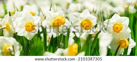 Spring flowers. Close up of narcissus flowers blooming in a garden