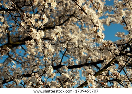 Similar – Image, Stock Photo beginning of spring Spring