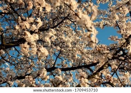 Similar – Image, Stock Photo beginning of spring Spring