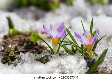Spring flowers. Colorful crocus flowers blooming in snow covering in a garden