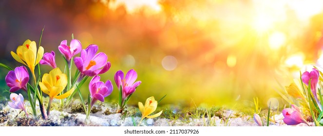 Spring Flowers - Crocus Blossoms On Grass With Sunlight - Powered by Shutterstock