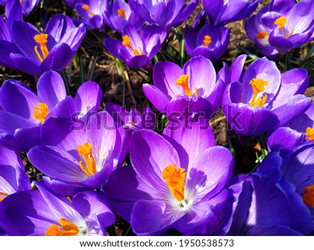 Spring flowers crocuses of purple color