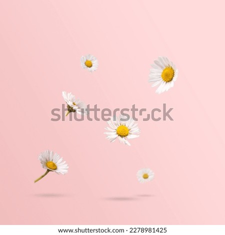 Spring flowers, daisies levitating against pastel pink background. Minimal spring or flower concept