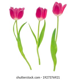 Spring flowers. Dark red tulips isolated on white background.  Various tulips
 - Powered by Shutterstock