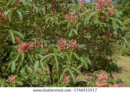 Spring Flowers of the Deciduous Red Buckeye Tree (Aesculus pavia 'Rosea nana') Growing in a Garden in Rural Devon, England, UK