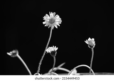 Spring Flowers In A Different Version