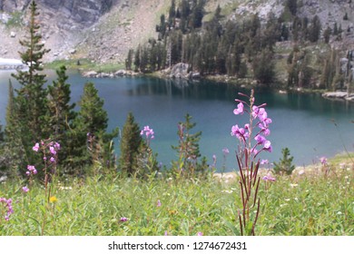 Spring Flowers At Emigrant Lake