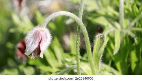 Spring flowers in the fields.
