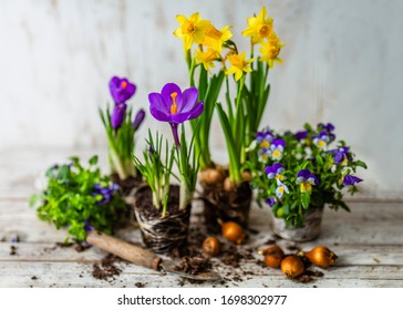 Spring Flowers And Flower Bulbs To Plant In Pots.